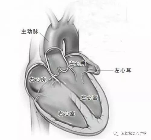 右心耳解剖图图片