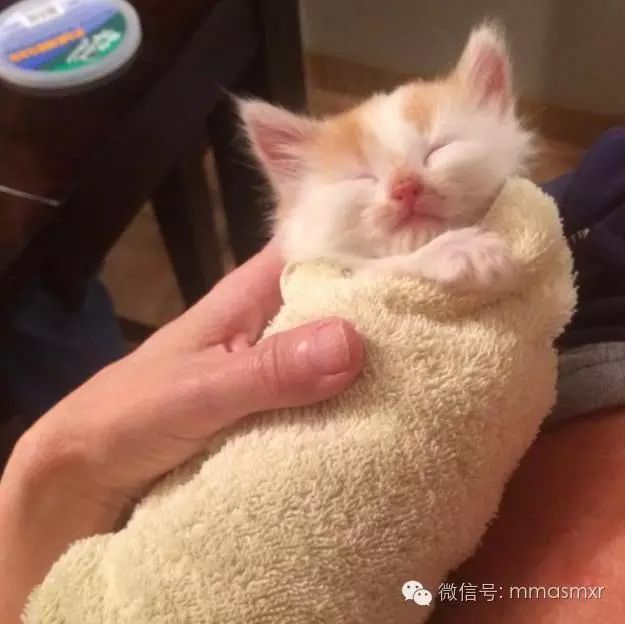 猫裹着被子的头像图片