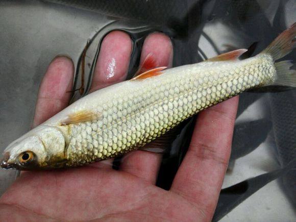 深山小石潭,釣到一窩野魚,像餐條,吃完發現這魚很值錢