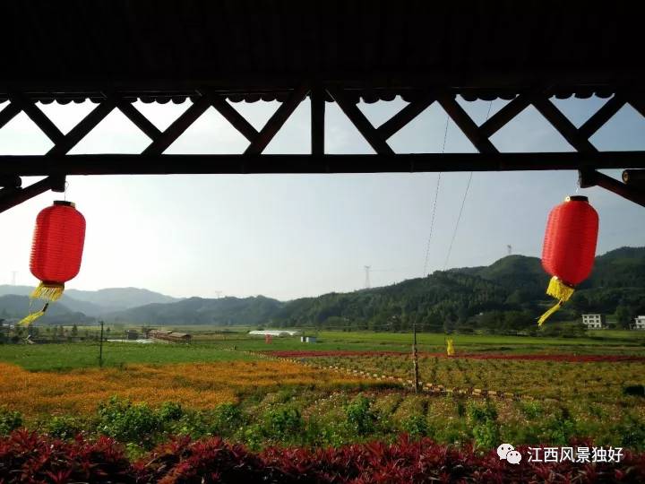 萬載縣仙源鄉新市村四季花海莊園的繽紛花海仙源秋色美,花香濃.