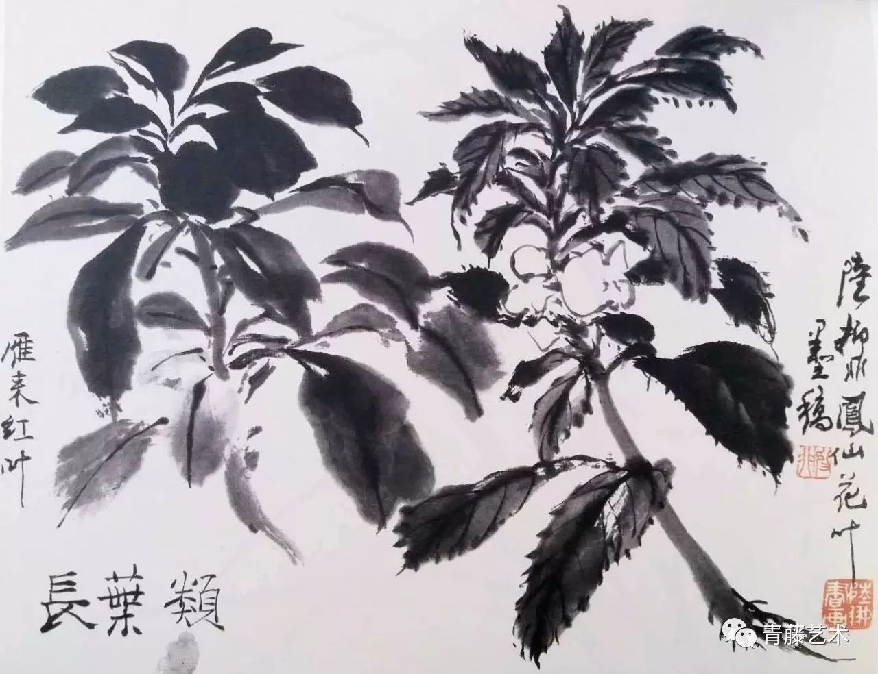 雁來紅葉 鳳仙花葉 長葉類花卉寫生花瓣分離瓣,合瓣兩大類.