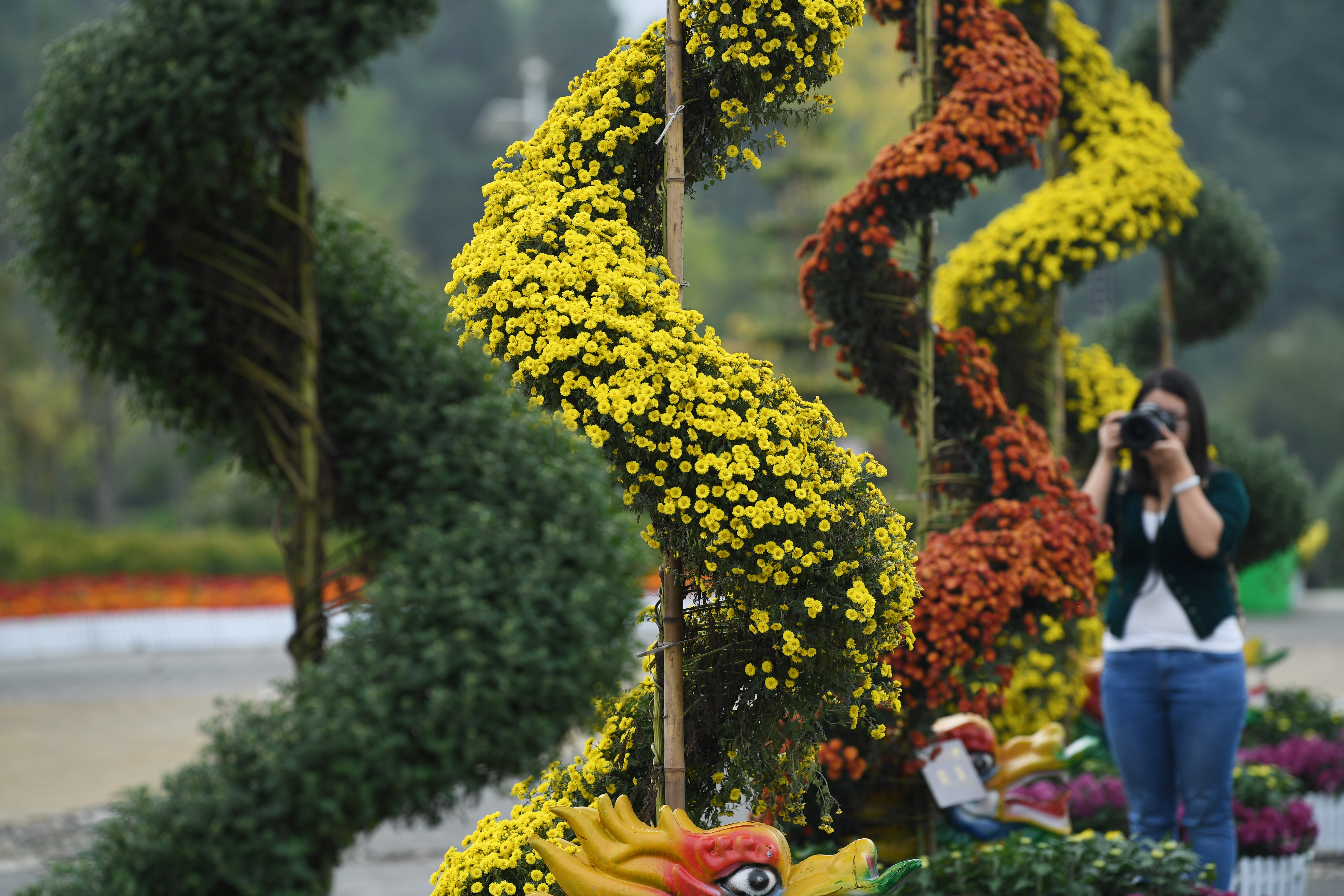 中国月季园菊花展图片