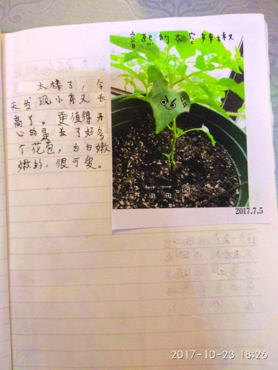 观察5个月太空辣椒种植日记写了啥