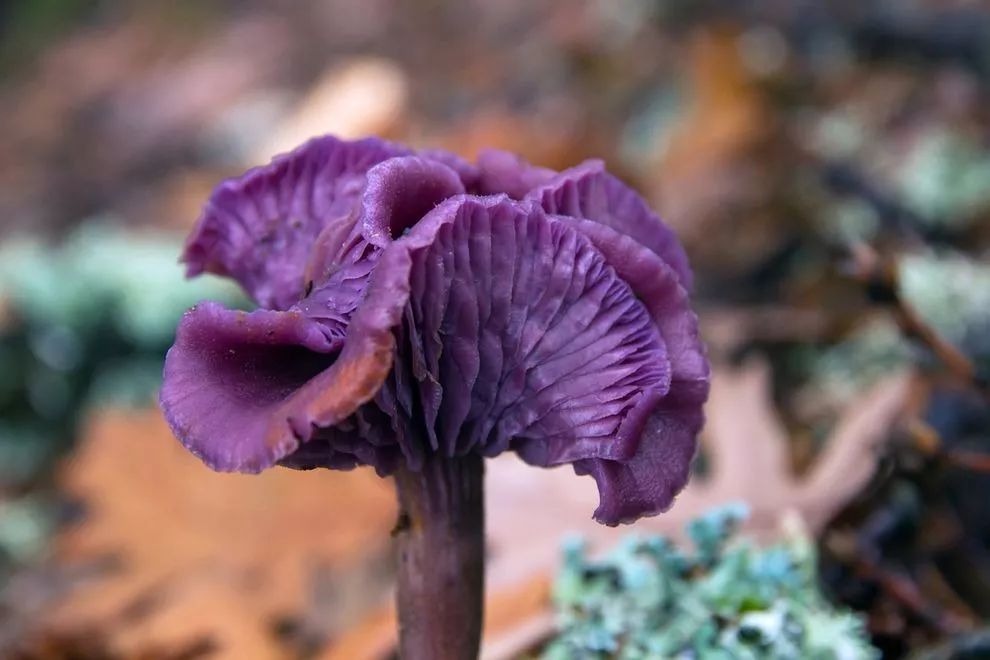 松树蘑菇焯水变紫色图片