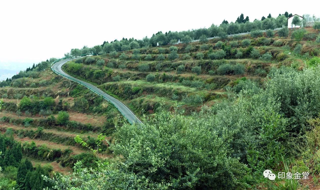 四川油橄榄种植基地图片