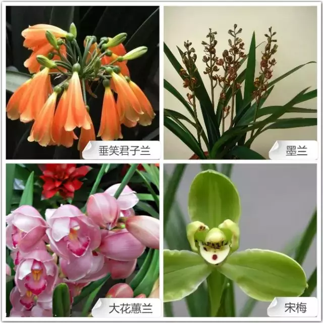常见兰花品种图片名称图片