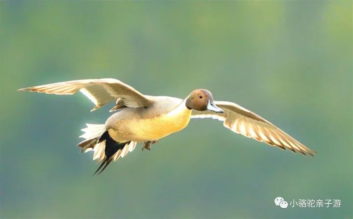 28|又觀鳥啦!登山訪湖,在揚州近郊發現林鳥和雁鴨的秘密!