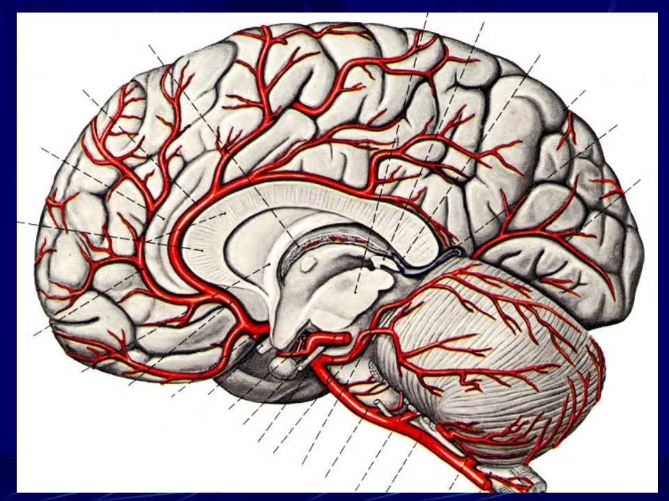 图解丨脑血管应用解剖