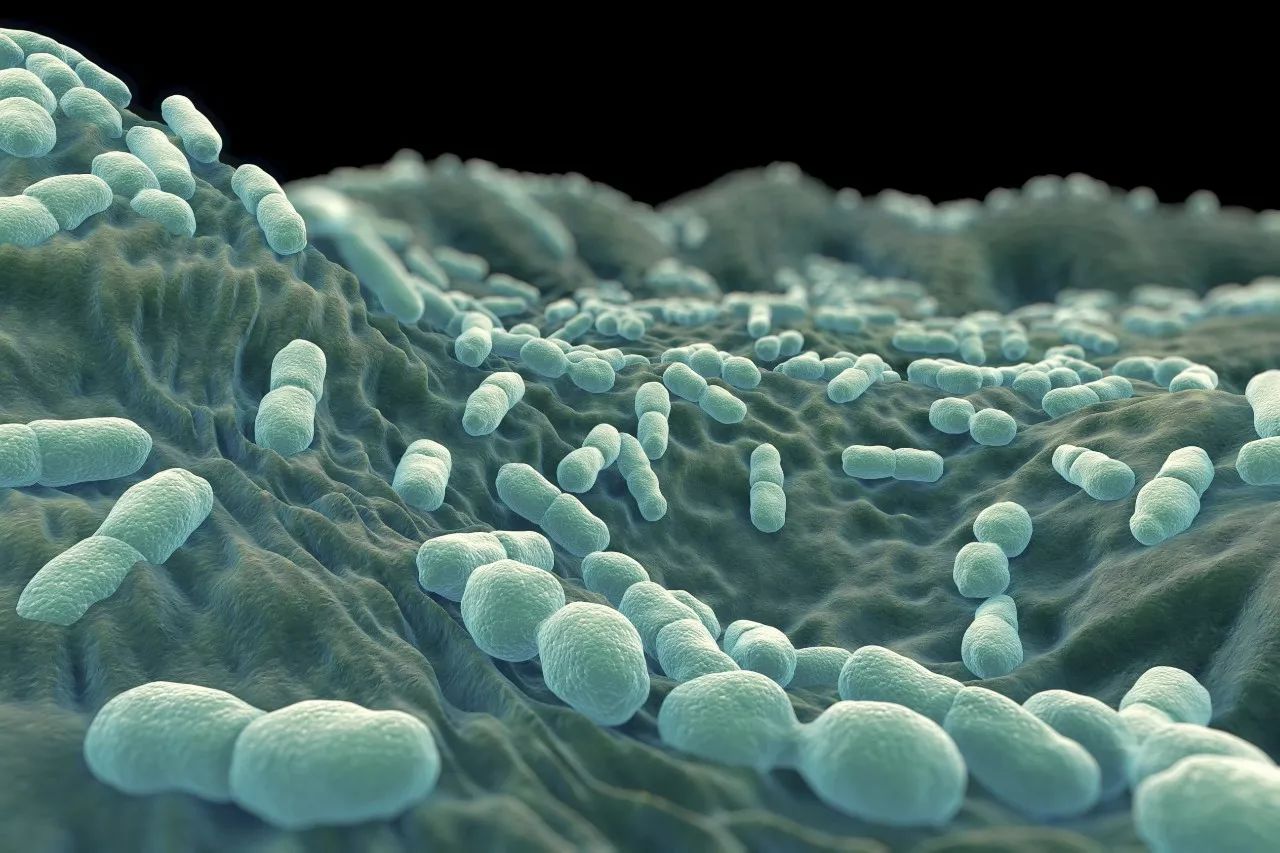 李斯特菌是一种可以导致死亡的食源性病原体,主要通过食物传播