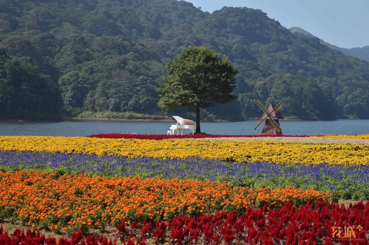 各种鲜花齐放,汇成一片花海.