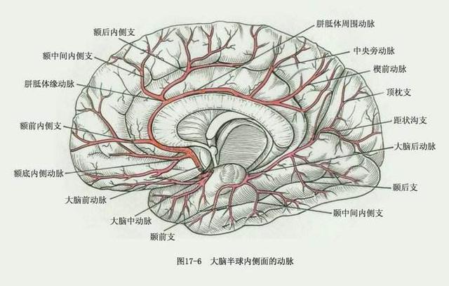 (网络图,仅供参考)人的大脑就好像运转的城市,各条道路就是大脑内血管