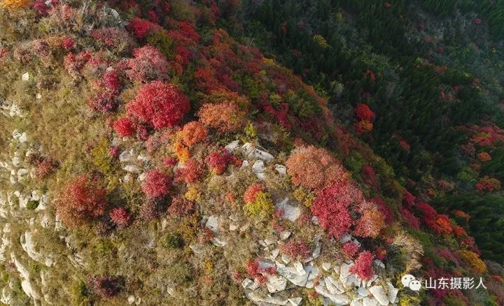 青州這裡秋色斑斕美如畫,看萬山紅遍,層林盡染!