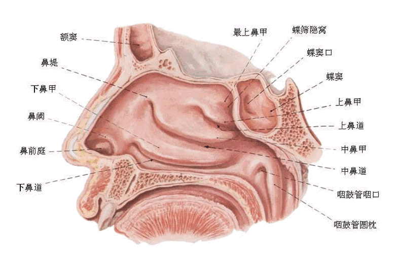 鼻子里面的结构图片