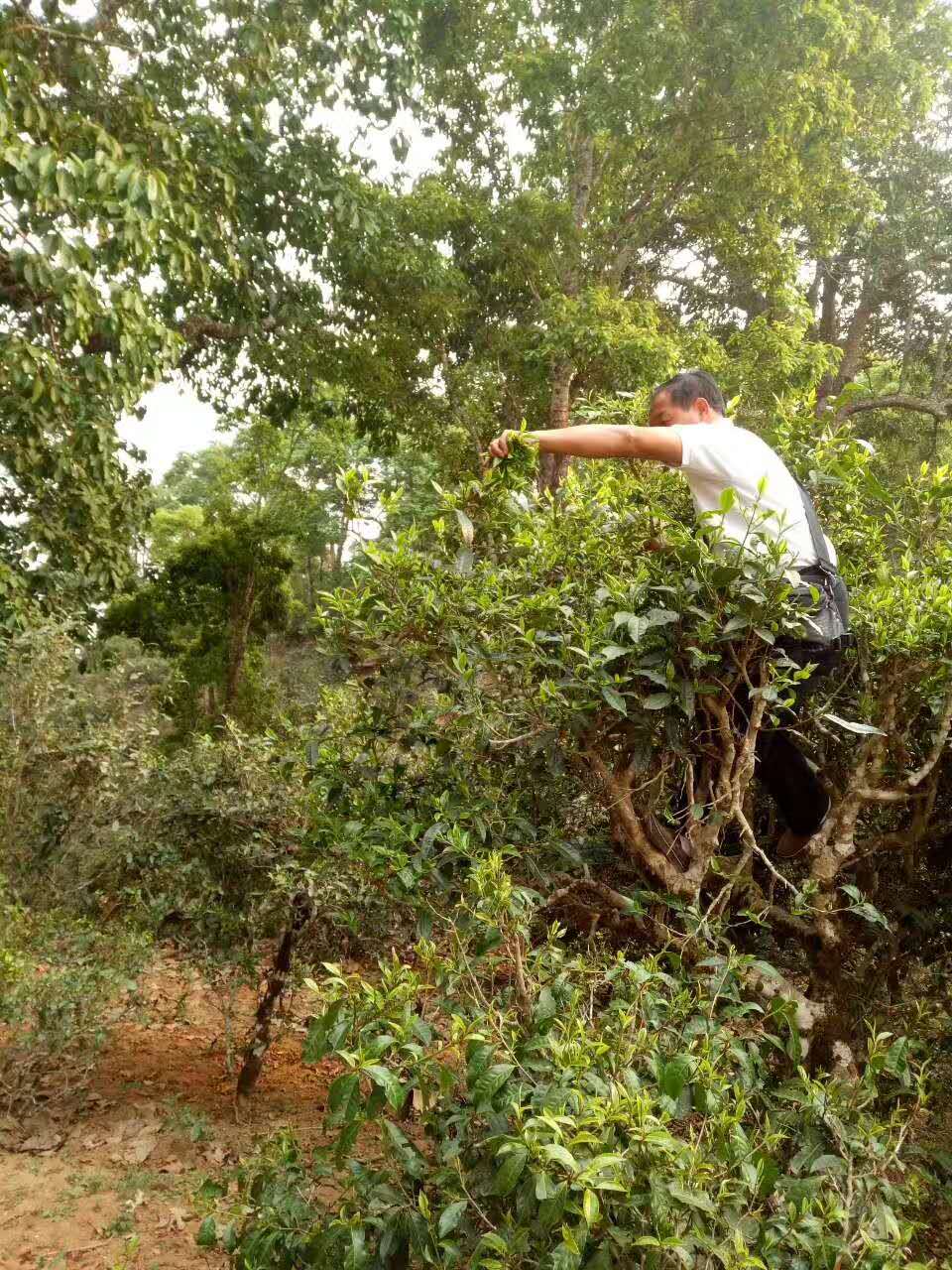 2017年景迈山古树茶第一采用相机记录茶人的一天上