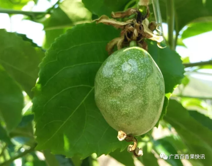 最近百香果木質化病毒在很多果園大量出現如何處理