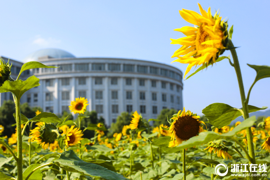 浙江工商大学向日葵图片