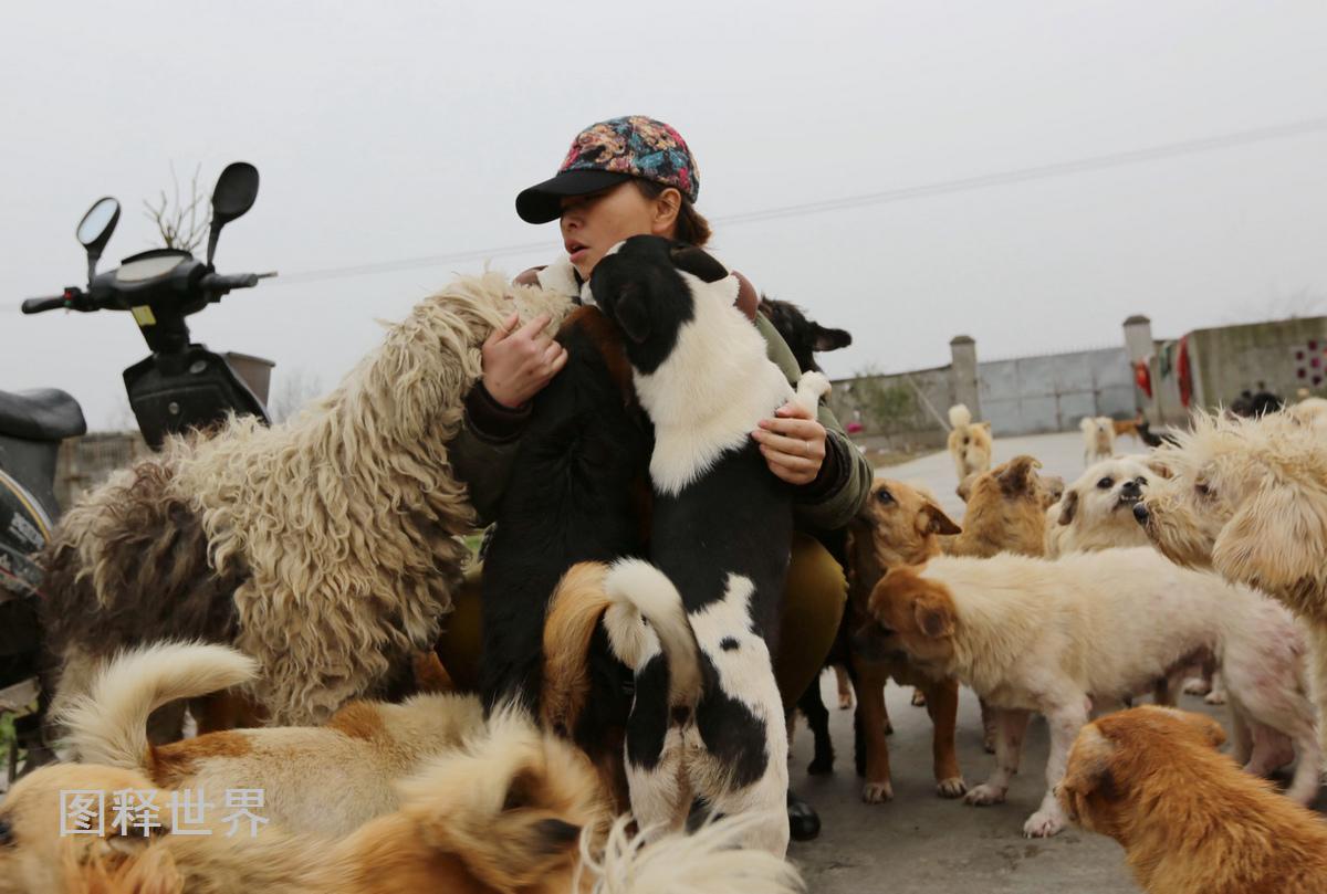 永恒警犬妈妈图片