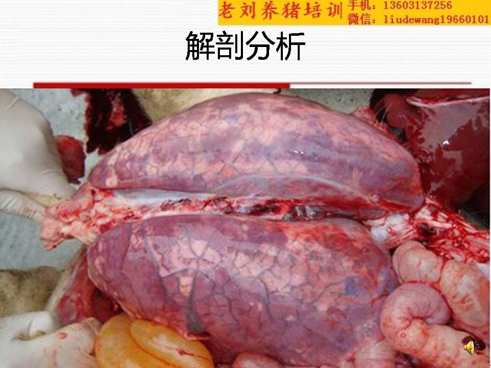老刘养猪培训 解剖——传染性胸膜肺炎