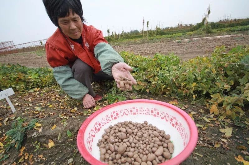 捡拾山药豆▲收获山药豆▲筛选山药豆▲细挖▲弯腰深刨▲育栽子