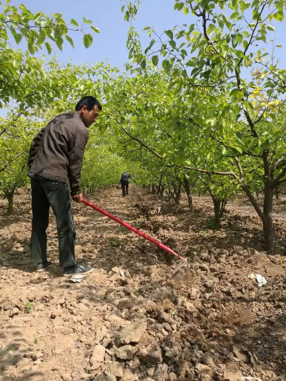 果树施肥的五点误区