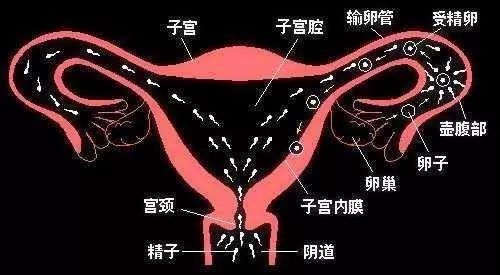 精子和卵子在输卵管壶腹部结合后,受精卵一边分裂成多个细胞,一边沿