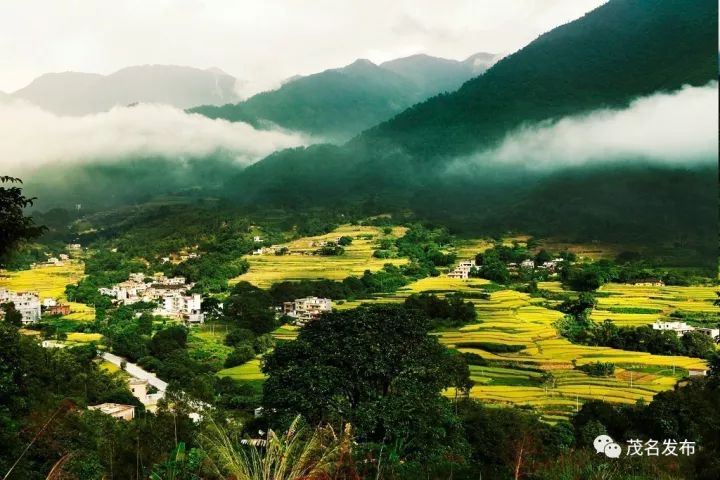 梯田,雲海,銀杏…信宜都有.