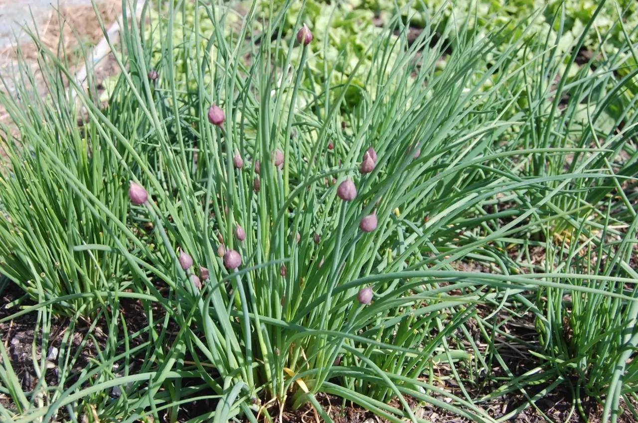 pinpinlife野葱「清明菜又名佛耳草,寒食菜,民间俗称"白蒿子,因为