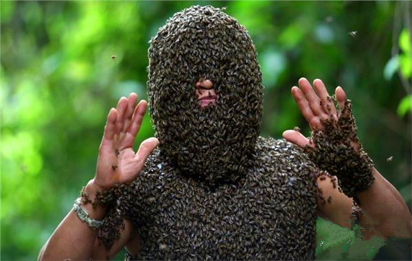 引蜜蜂的绝招图片
