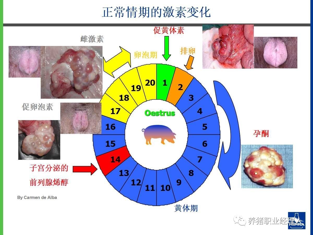 系列讲座d氯前列烯醇喜娩康在母猪生产上的应用
