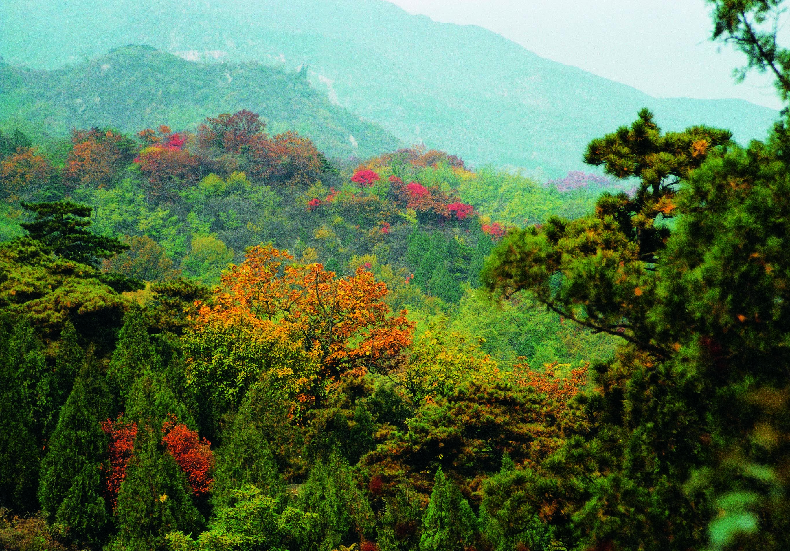 多山看彩叶