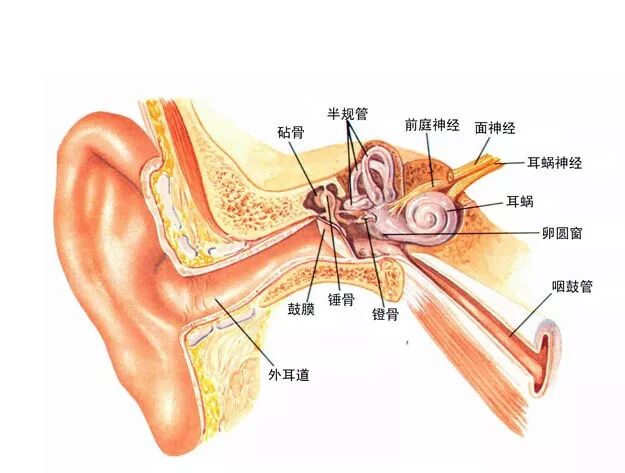 和软骨膜连接很紧密,皮下组织少,血液循环差,掏耳朵时用力不当就会