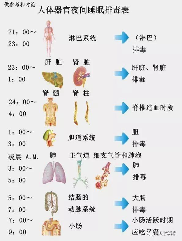 人体器官排毒时间表图片