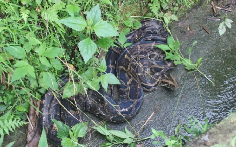 蟒蛇困在水沟中不能动弹,蛇身多处伤口,现场目击人员盘师傅想救助大蛇