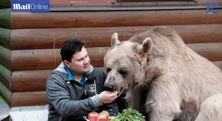 在俄罗斯养熊是一种什么样的体验 ?