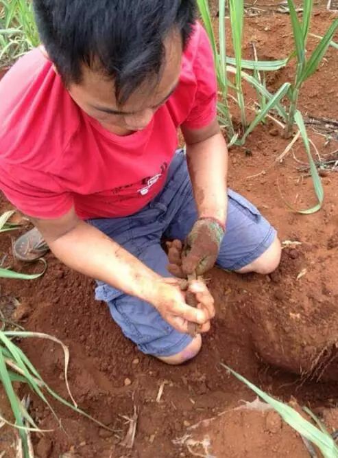 農村小夥刨地三尺挖蠟皮蜥外表雖然醜陋實為大補