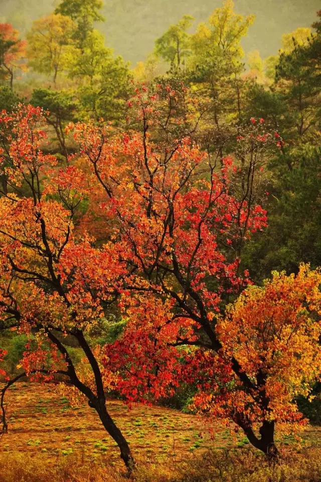 羅田最美的景色莫過於秋季的烏桕紅葉了,漫山遍野的烏桕紅葉絢麗如火