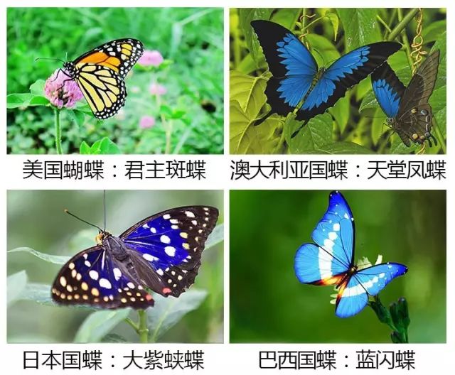 常见蝴蝶名称图片