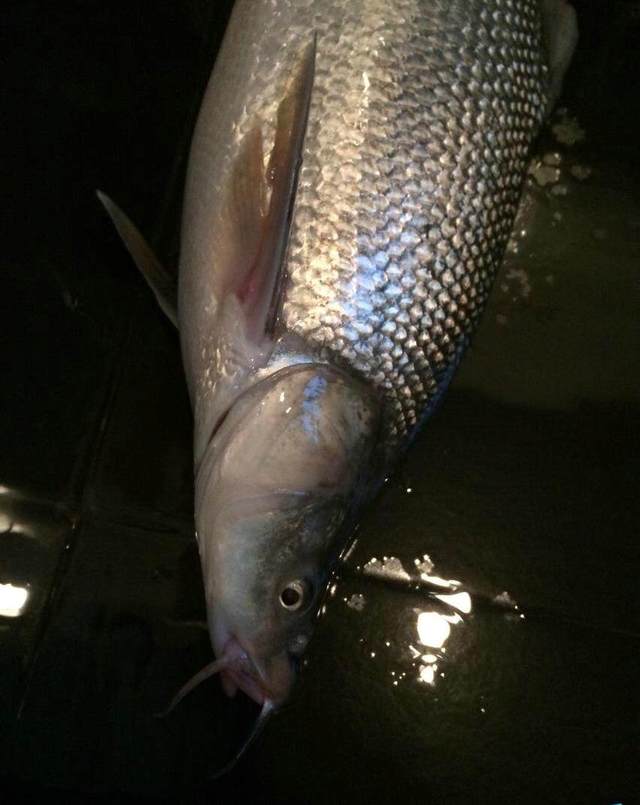 夜釣黃河怪魚細鱗有須老漁民說小時候見過