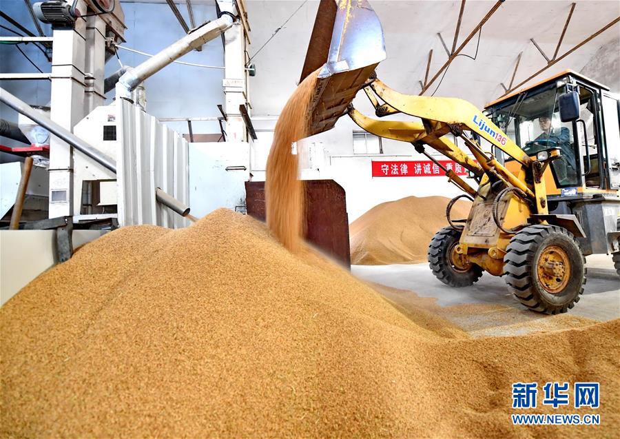 唐山市海港经济开发区王滩镇秋利有机水稻专业合作社的工人在稻谷加工