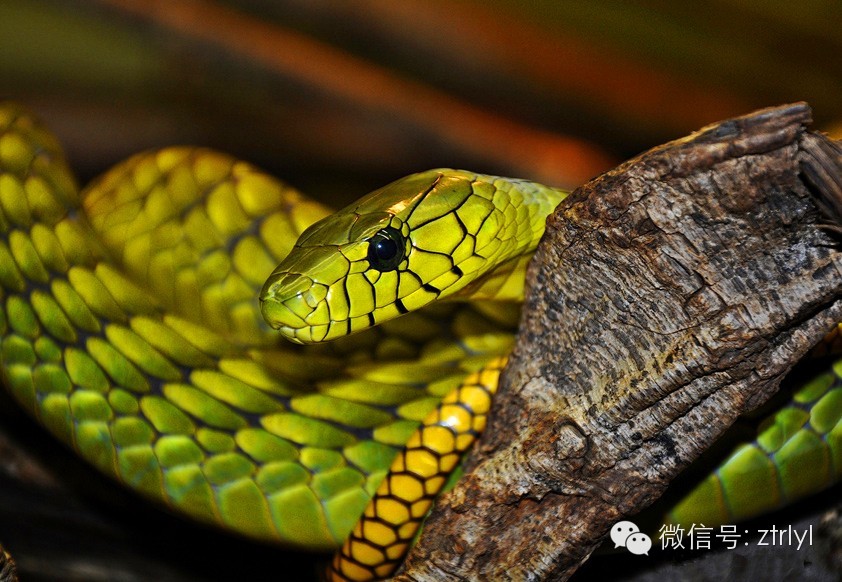 rlyl物种说今日西部绿曼巴蛇westerngreenmamba