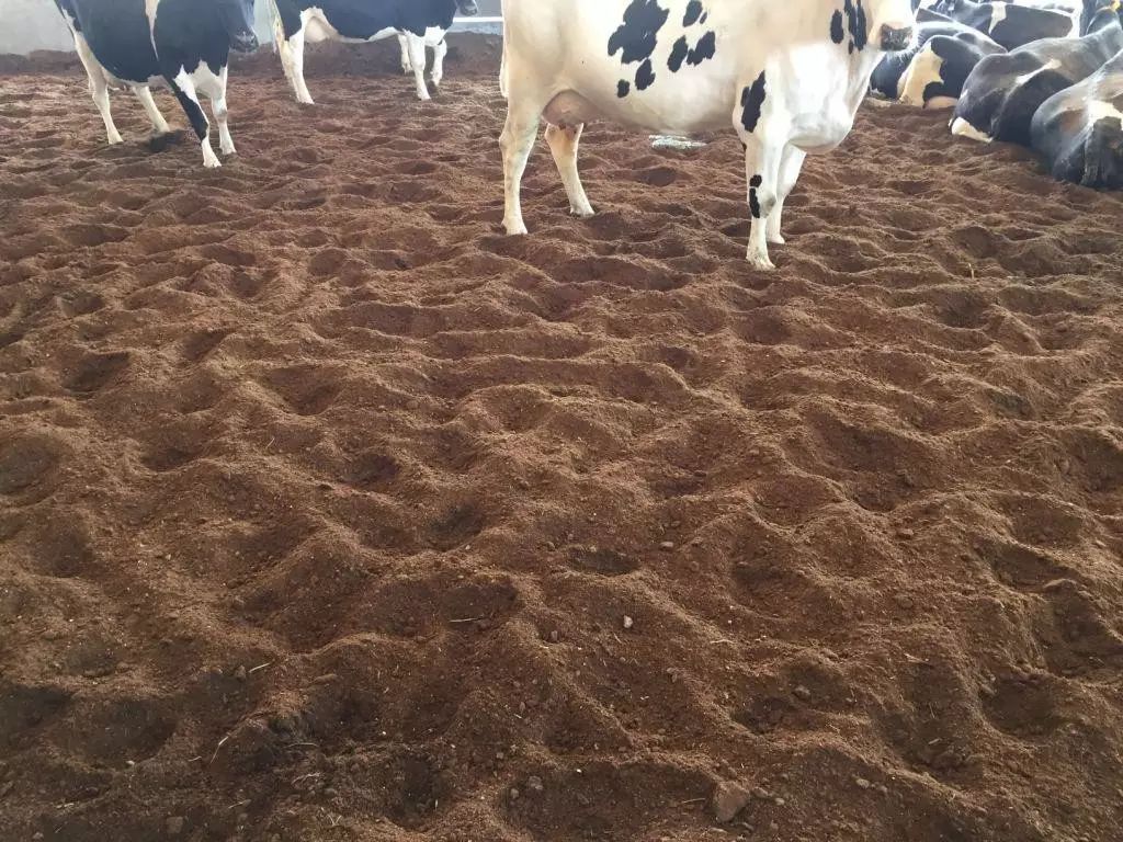 发酵床养牛现实吗?看看发酵床的利与弊!