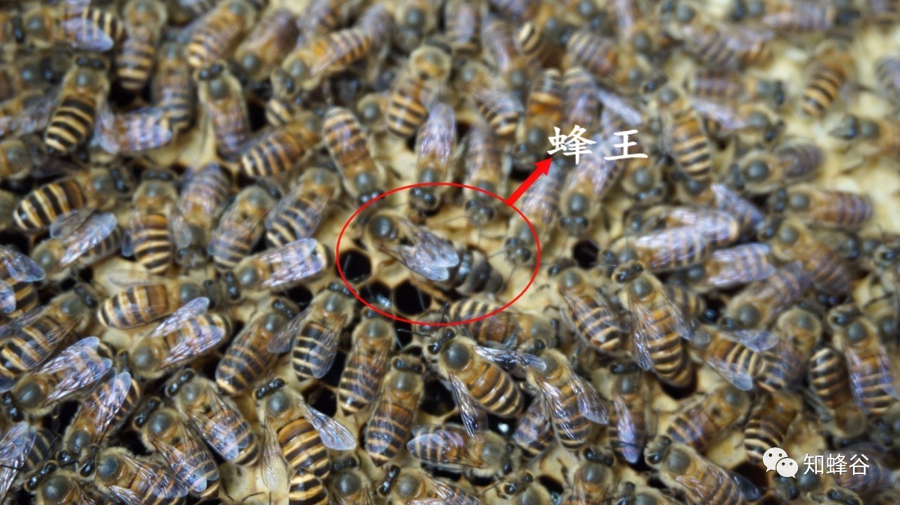 蜂王与雄蜂的区别图片图片