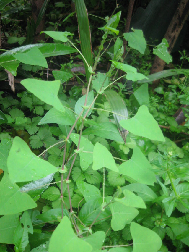 恐怖小草图片