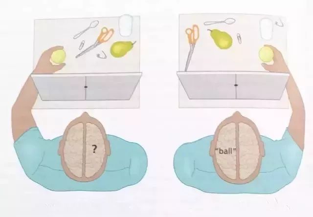 在实验中,裂脑人的视线被遮挡屏挡住,然后让他分别用左手和右