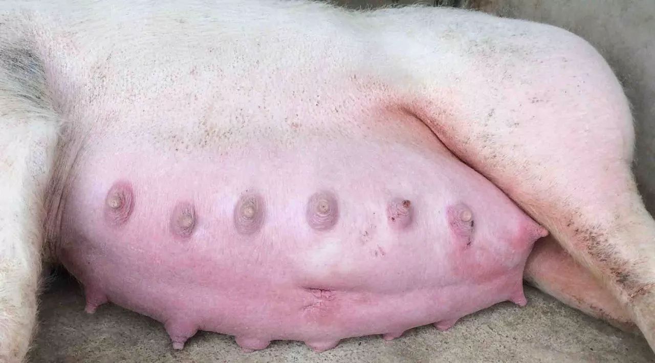 母猪预产图片