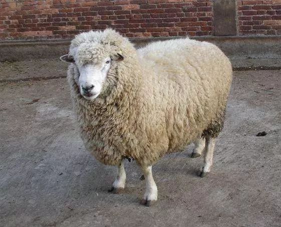 我国细毛羊产业出路何在