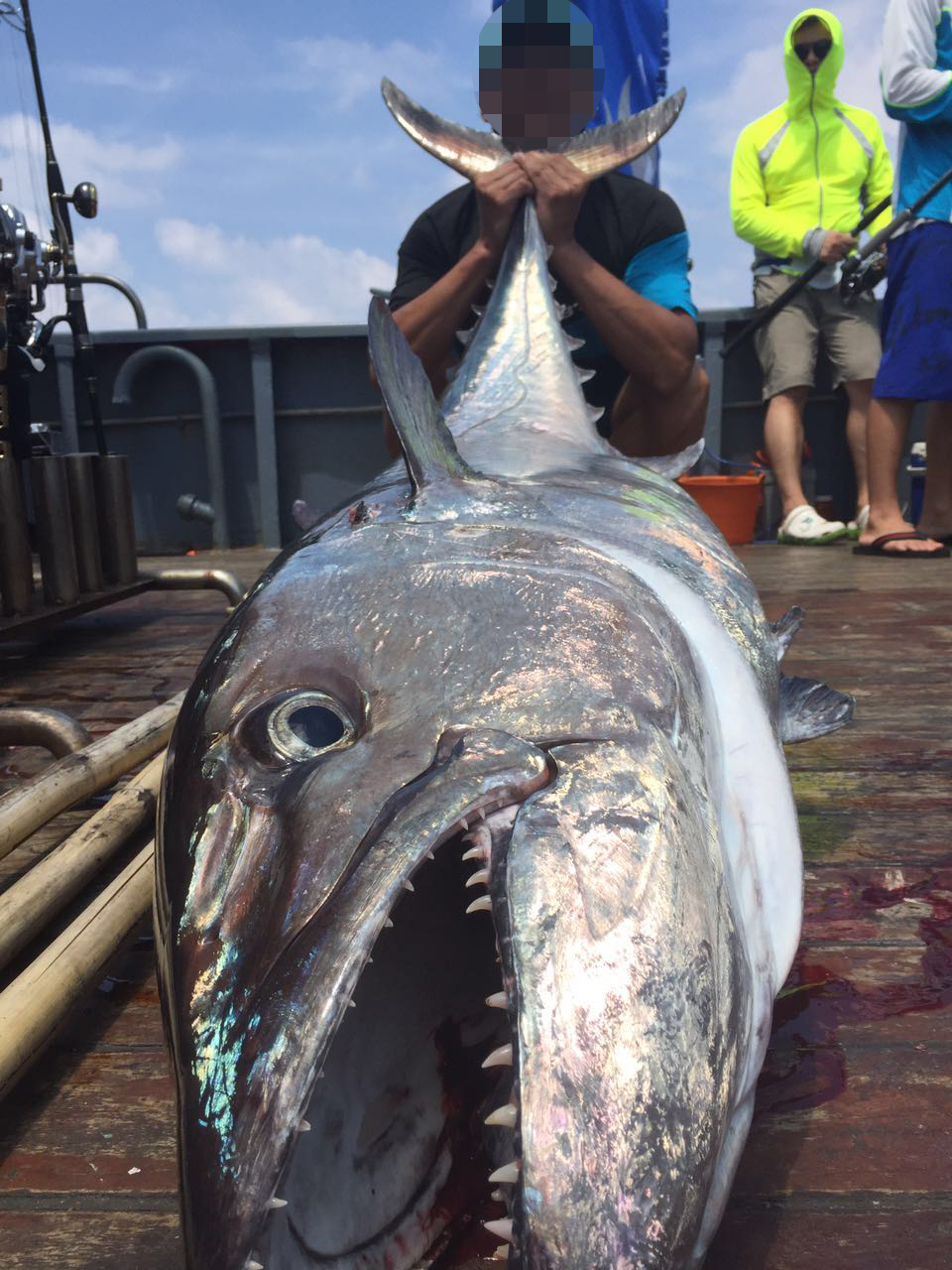 在南海爆釣各類珊瑚魚紅斑拖釣大狗牙金槍以及馬鮫牛