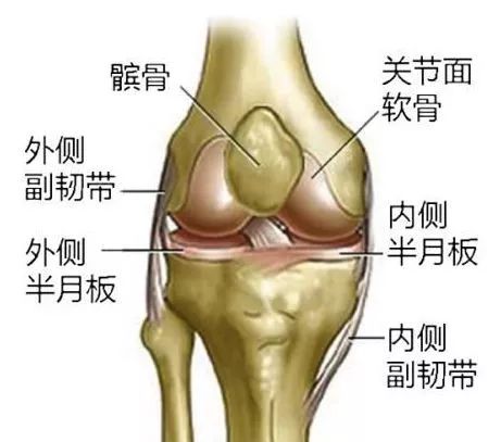半月板在膝盖的位置图图片