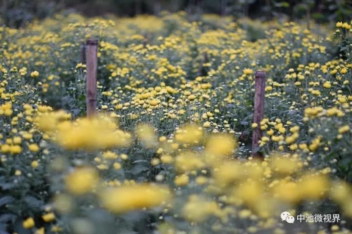 旅游:中池镇的百亩菊花花海,我在这里等你哦