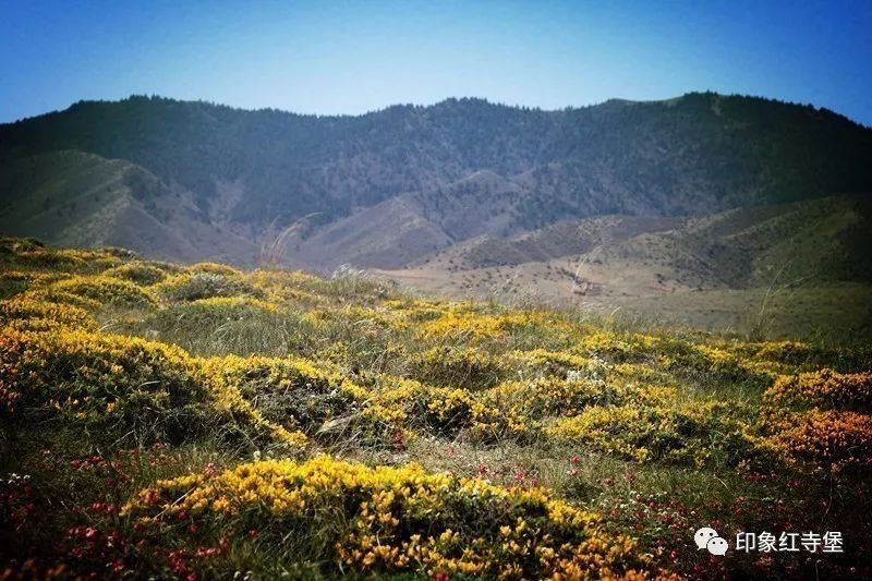 單位招聘||寧夏羅山國家級自然保護區管理局面向社會招聘護林員了